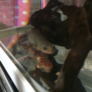 アカハライモリ ありがとうございました！