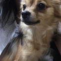 ポメラニアン×チワワの子犬