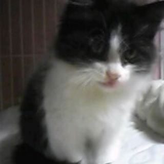 白黒の女の子:フサフサしてます。