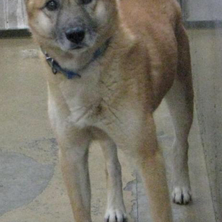 愛媛県動物愛護センターに収容されています！！