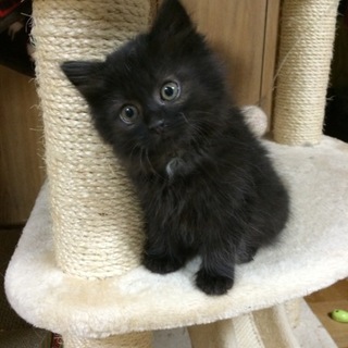 里親が決まりました。ありがとうございました。