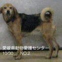 愛媛県動物愛護センターに収容されています！