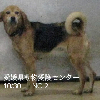 愛媛県動物愛護センターに収容されています！