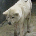 愛媛県動物愛護センターに収容されています！