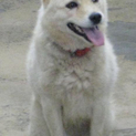 愛媛県動物愛護センターに収容されています！！