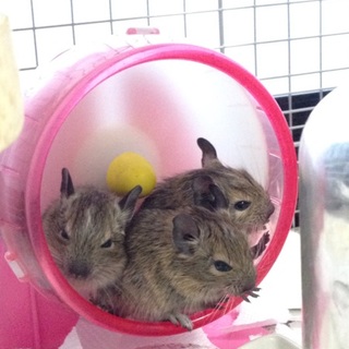 デグー赤ちゃん♂♀・ノーマルパイド