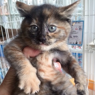 子猫のサビちゃん