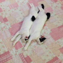 子猫・成猫の譲渡会！スカイツリー近くで開催！ サムネイル2