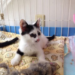 子猫・成猫の譲渡会！スカイツリー近くで開催！ サムネイル3