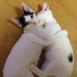 子猫・成猫の譲渡会！スカイツリー近くで開催！