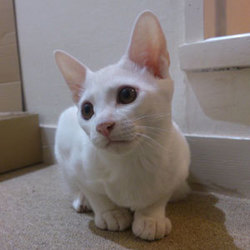 子猫・成猫の譲渡会！スカイツリー近くで開催！ サムネイル2