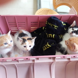 子猫・成猫の譲渡会！スカイツリー近くで開催！ サムネイル3