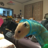 吾郎
