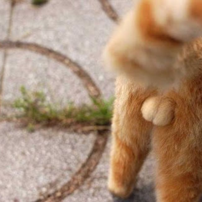 magchのカバー写真
