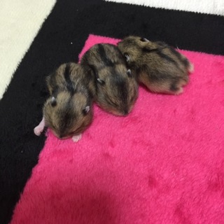 ジャンガリアンハムスターの赤ちゃん