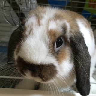 家族になって下さい☆ロップイヤー男の子☆