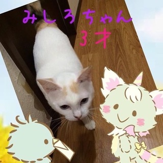 急募！