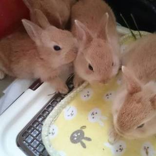 交渉中につき、応募締め切ります。