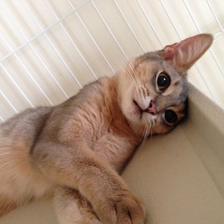 人間大好きアビシニアン★