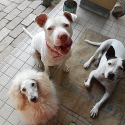 大型犬の保護犬について 一考