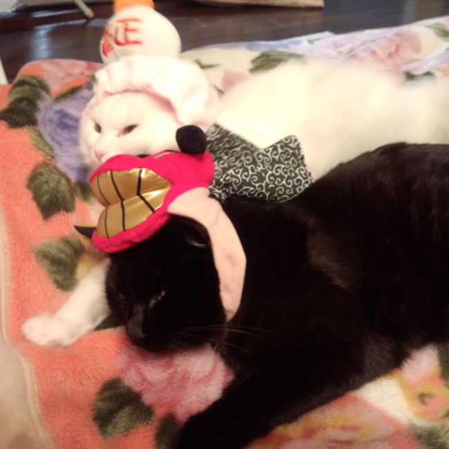 コッコ40のカバー写真