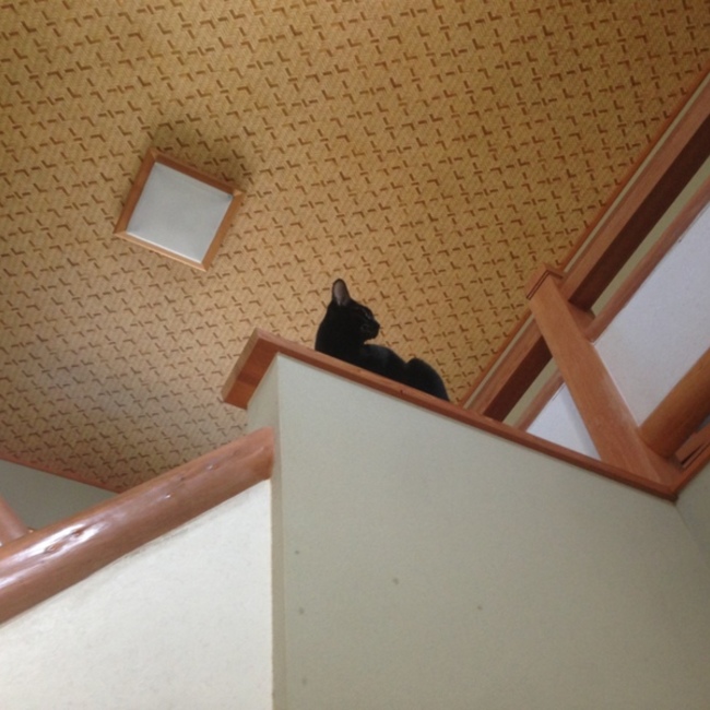 ごま執事のカバー写真