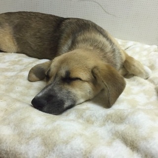 飼い主さん一筋タイプの女の子