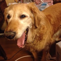 ハニー