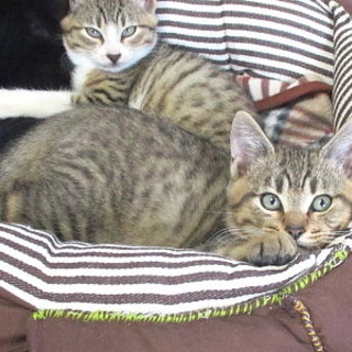 おっとりしたキジトラの男の子