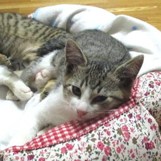 甘えん坊なキジシロの男の子