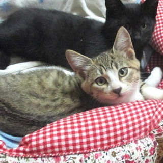 物怖じしないキジシロの女の子