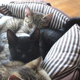 甘えん坊な黒猫の男の子