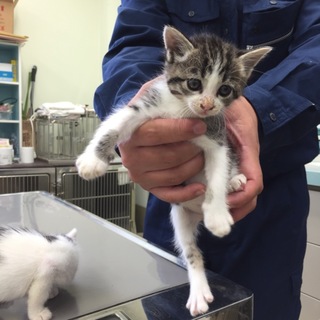 おめめくりくり♪可愛い子猫1ヶ月女の子です^_^