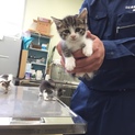 可愛い子猫ちゃん♪まだ1ヶ月  女の子です
