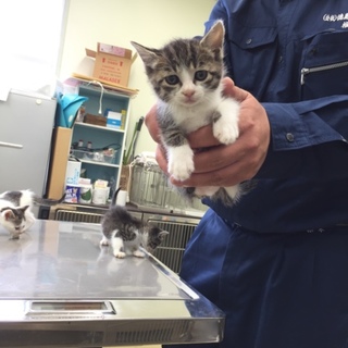 可愛い子猫ちゃん♪まだ1ヶ月  女の子です