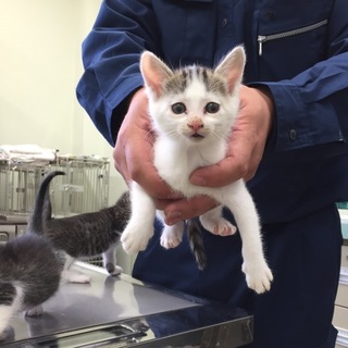 きれいなブチ模様１か月半甘えん坊女の子♪ ^_^