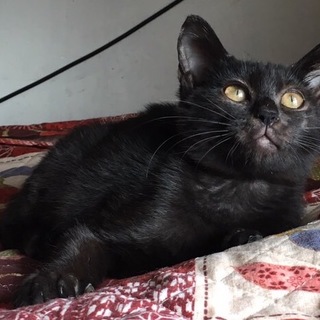 留守番可♪生後3ヶ月の可愛い黒猫