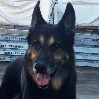 ジャーマンシェパード里親募集