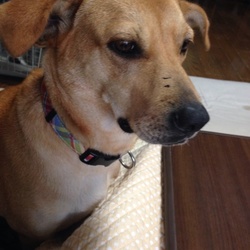 「うちの子に…」サムネイル1