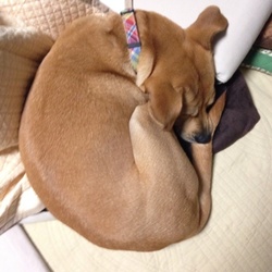 「うちの子に…」サムネイル2