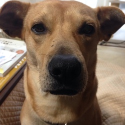 「うちの子に…」サムネイル3