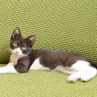 ワクチン接種済み、及び血液検査済み