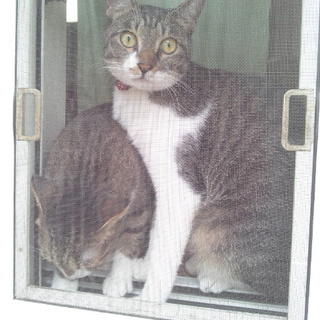 甘えん坊で元気な男の子