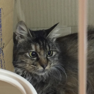 生後6カ月位の長毛キジの女の子です！