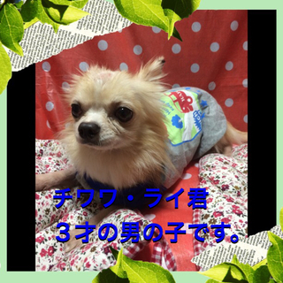 ３才のチワワ・ライ君は甘えん坊さん。