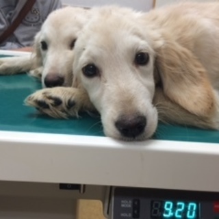 可愛いゴールデンの女の子♪