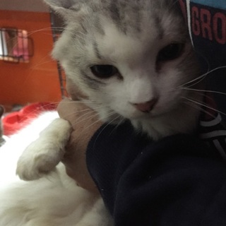 急な引っ越しで里親探してます