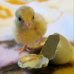 「ピヨちゃん」サムネイル1