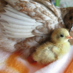 「ピヨちゃん」サムネイル2