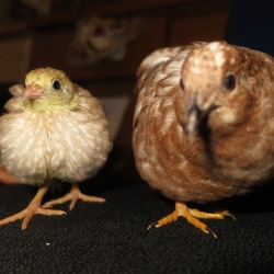 「ピヨちゃん」サムネイル3